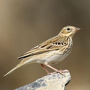 Tree Pipit